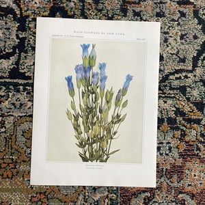 Antique Botanical Plant Print Original over 100 years old blue flowers